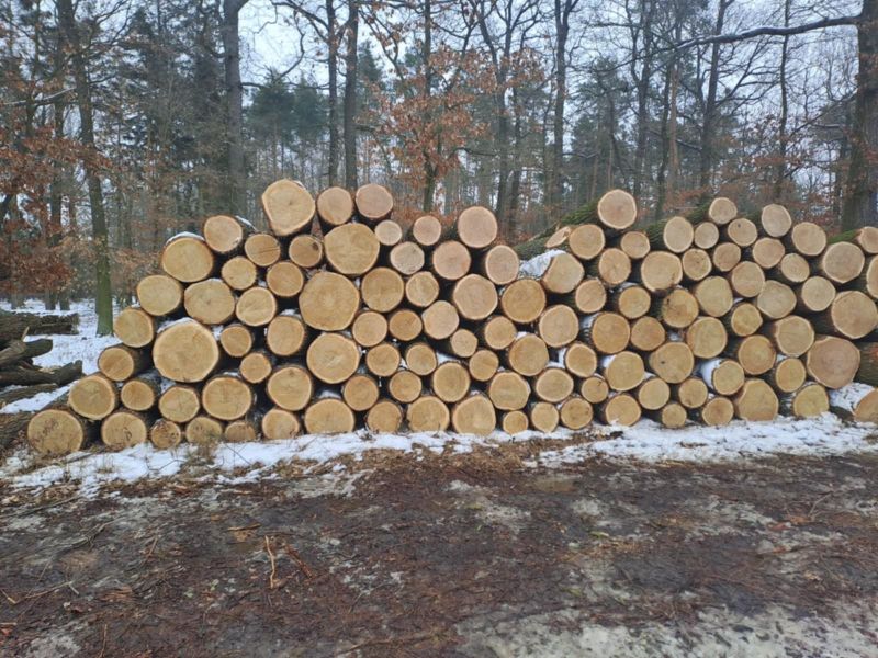 Dąb dłuzyca Kłoda 30 plus swiezy