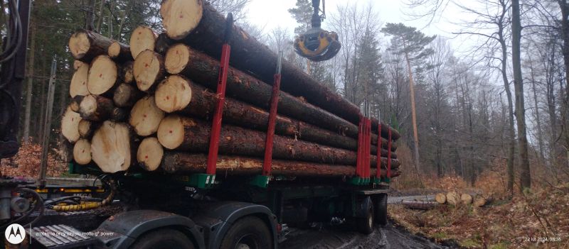 Sprzedam Świerka dłużyce 