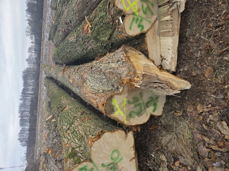 Sprzedam dluzyce dąb i wiąz 