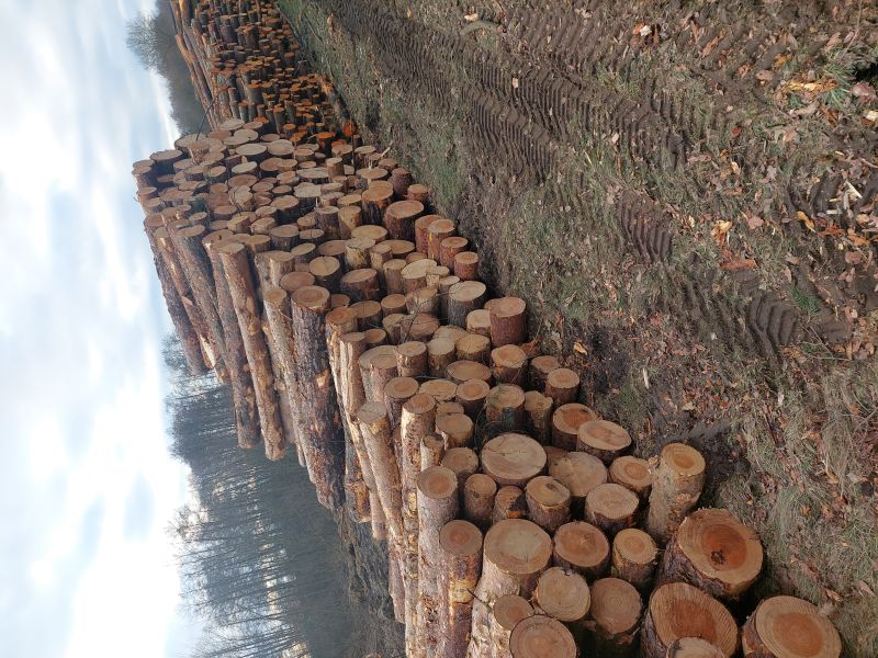 Olcha kłoda s2b Rawa mazowiecka