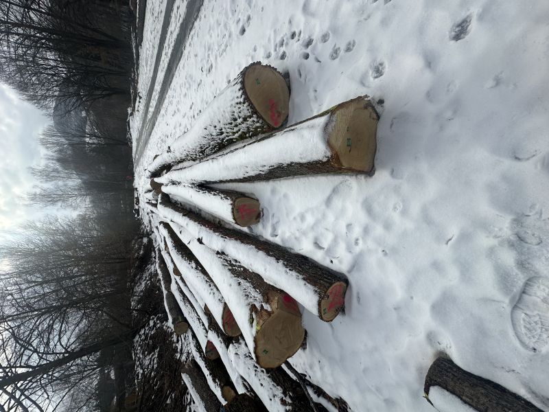 Kupię dab tartaczny