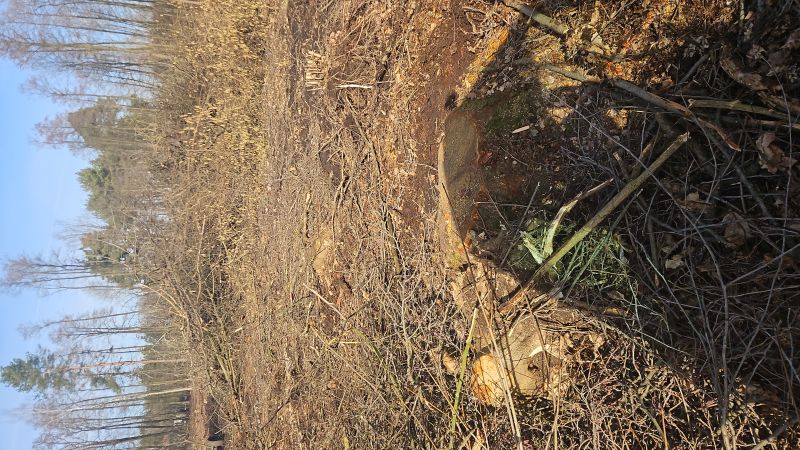 Gałęzie po zrębie 1h oddam