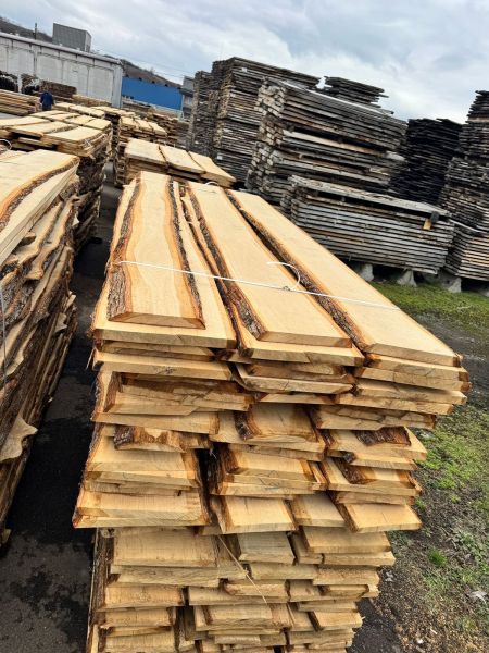 TARCICA DEBOWA NIEOBRZYNANA  MOKRA /30/40/mm